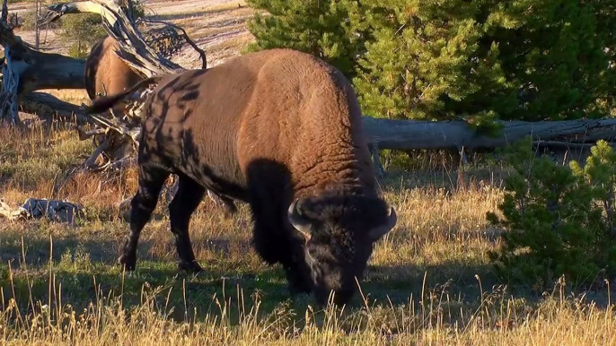 World Natural Heritage Yellowstone National Park (世界遗产黄石国家公园)