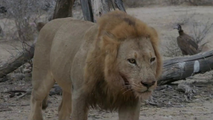 Male Lion came extremely close to us while at a sighitng!!