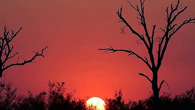 Sunrise Time-lapse in Kruger National Park l B1 Photo Safaris