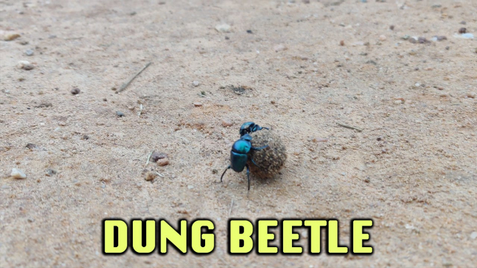 ''Ain't No Stoppin' Us Now' - Dung Beetles ROLL a Ball of Dung '