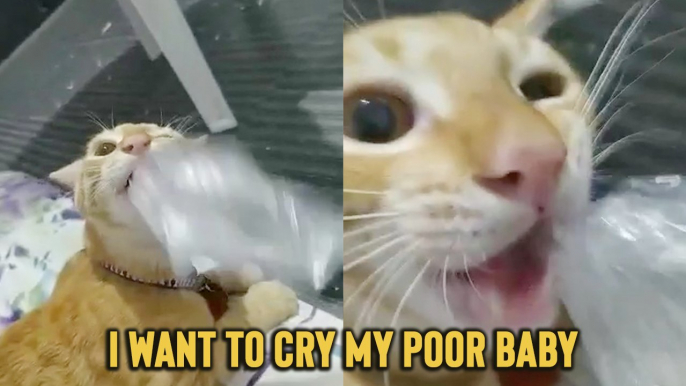 'Cat Owner Saves Pet from Swallowing Plastic *Close Call* - 4 Million+ Views '