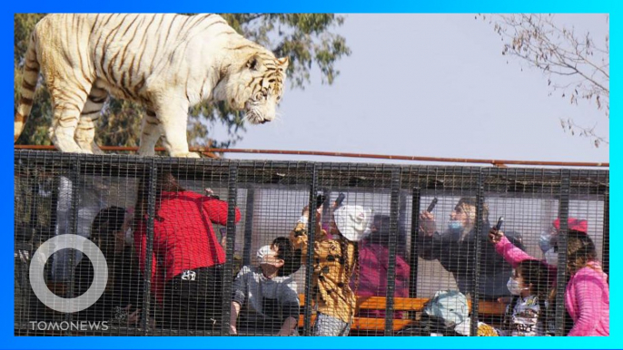 野生動物園員工 慘遭老虎一擊斃命