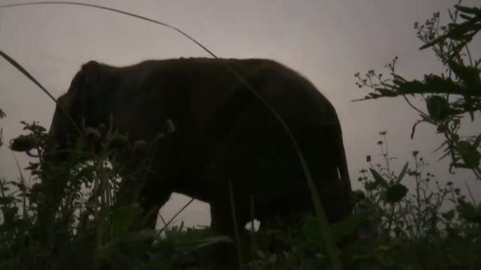 Una treintena de elefantes asiáticos se da un festín de frutas en un santuario indio