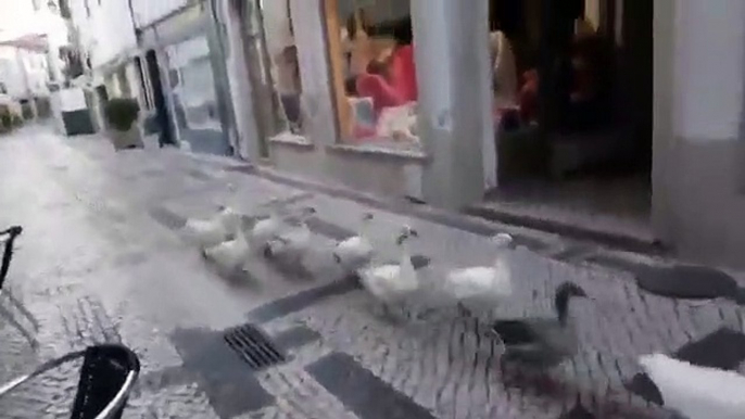 Patos passeiam por Torres Novas