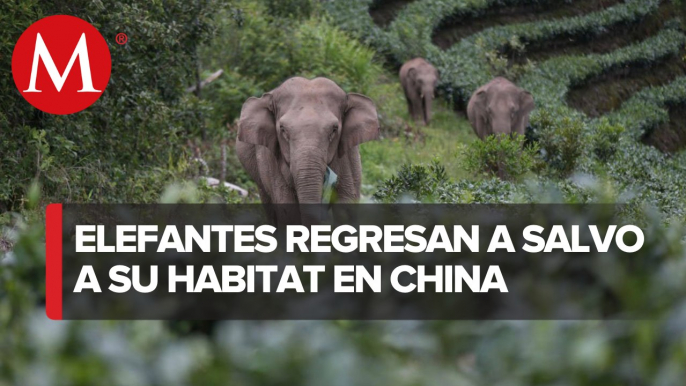 Manada de elefantes regresan a casa en China