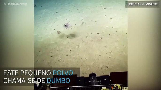 'Polvo-dumbo', o molusco que nada com as 'orelhas'