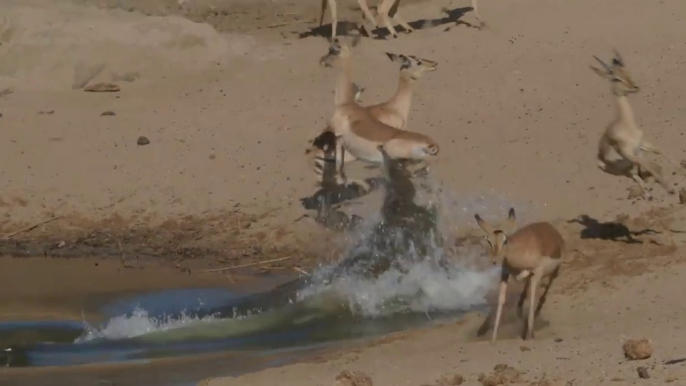 Crocodile hunts Impala 3rd time Lucky! Not easy to see these reptiles catch a meal but we did!!