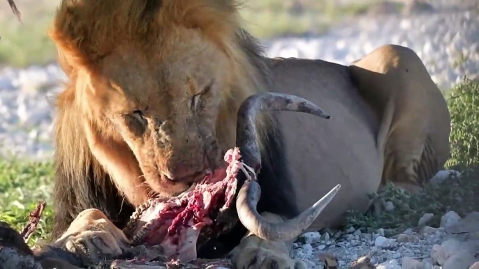 Etosha National Park Wildlife. Amazing landscapes with large herds of animals. Most rain in 10 years