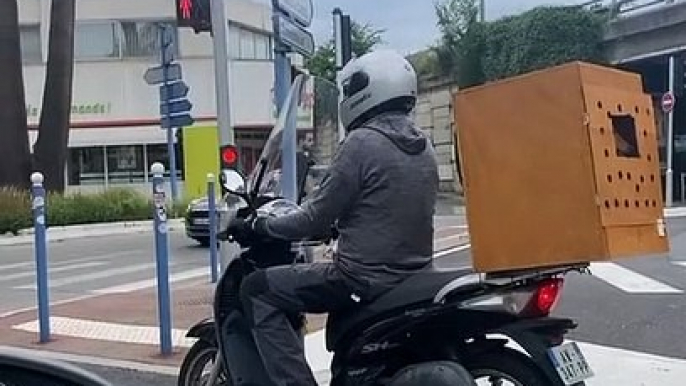 Doggy Rides in Scooter Safety Box