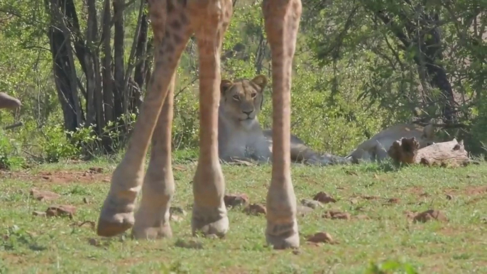 Three Opportunistic hunting attempts by lioness! Seen in Kruger Park on S188 on 29 October 2020