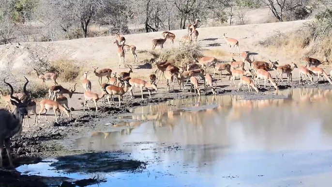 Various Waterholes in Kruger Park - Video Clip no 2