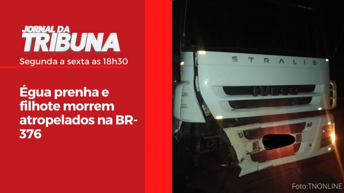 Égua prenha e filhote morrem atropelados na BR-376