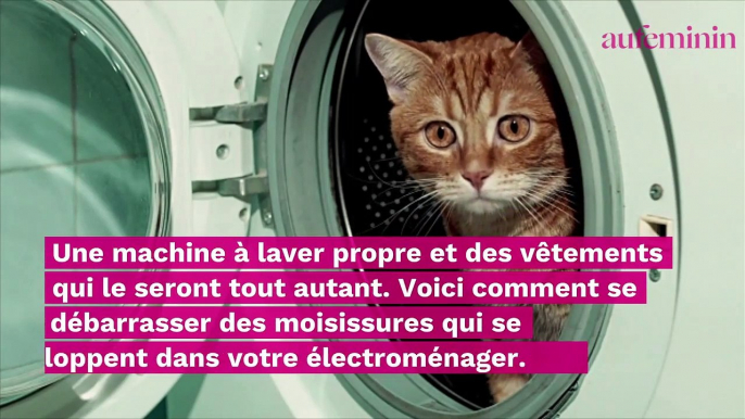 Moisissure dans la machine à laver ? Voici comment les éliminer