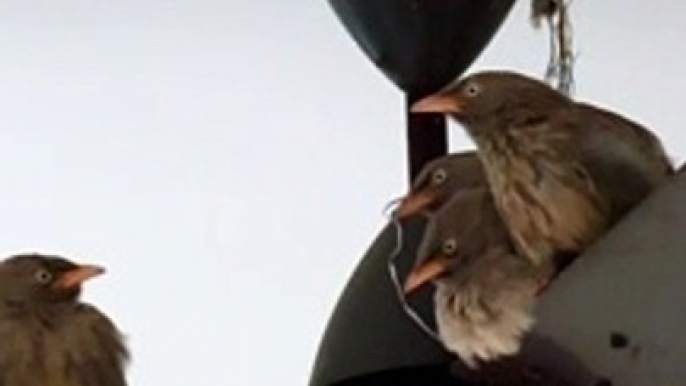 Jungle babbler bird sitting on ceiling fan