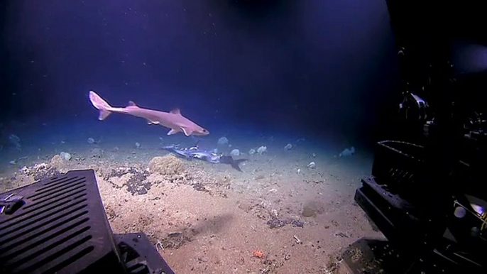 Quand le chasseur devient la proie : Un mérou géant dévore un requin