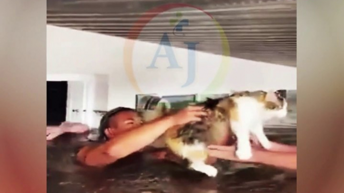 Cat Rescued From Flooded | USA Floods Situation | Rescuing Cats From The Flood Zone | News Update  |