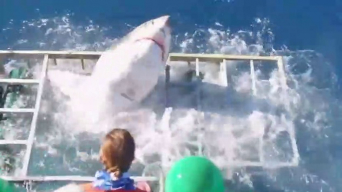 Un Grand Requin Blanc s'invite dans une cage ou était un plongeur