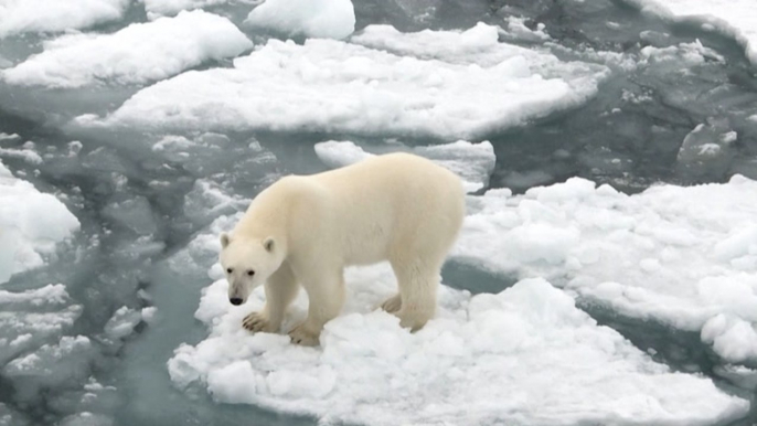 Polar bear makes its way across an ice floe in northern Russia