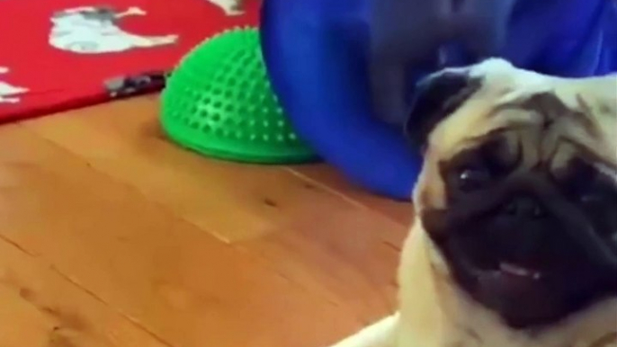 AWW SOO Cute and Funny Pug Puppies - Funniest Pug Ever #21