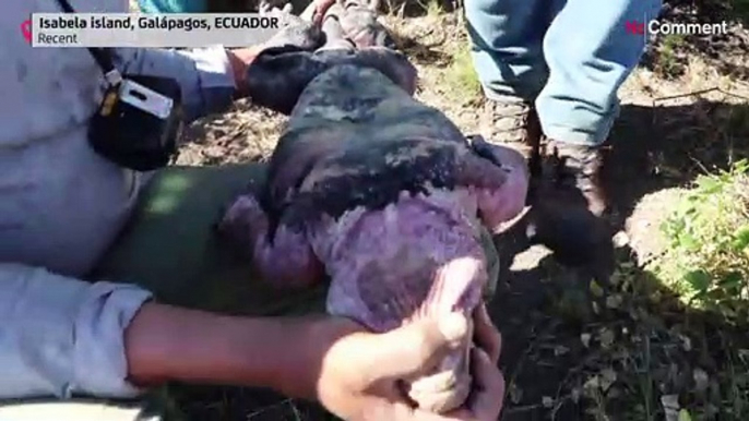 Galapagos' pink iguanas now critically endangered