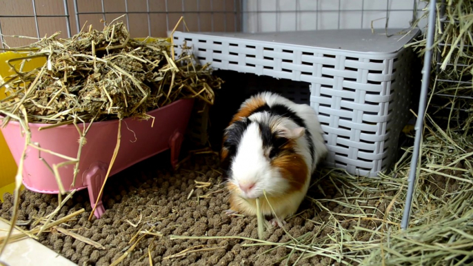 ROOM TOUR JAULA COBAYAS CYC DE TRES PISOS AGOSTO 2021 | GUINEA PIGS C&C CAGE TOUR | CUYO, COBAYO