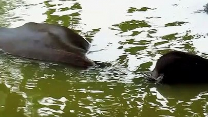 Buffalo Swimming In River || Indian River || Indian village