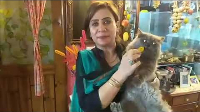 Meet a Family of Nasik, who takes care of 11 cats and kittens at home