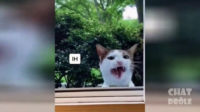 Funny Cats- Super Pets Reaction Videos - MEOW