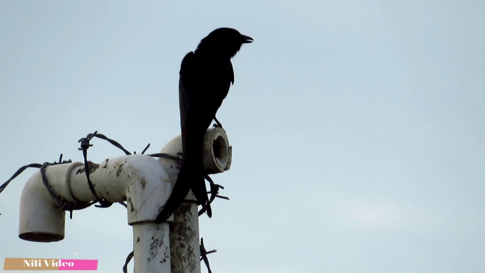 Call Of Black Drongo Bird || Dicrurus macrocercus Sound || कोतवाल / भुजंगा की आवाज