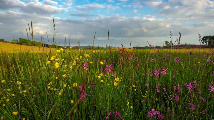 National Trust for Scotland project  to restore wetlands and woodlands