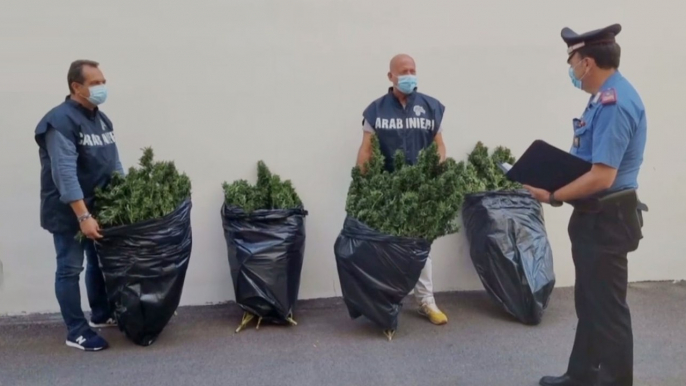 Grumo Appula (BA) - Sequestrata maxi piantagione di marijuana (22.09.21)