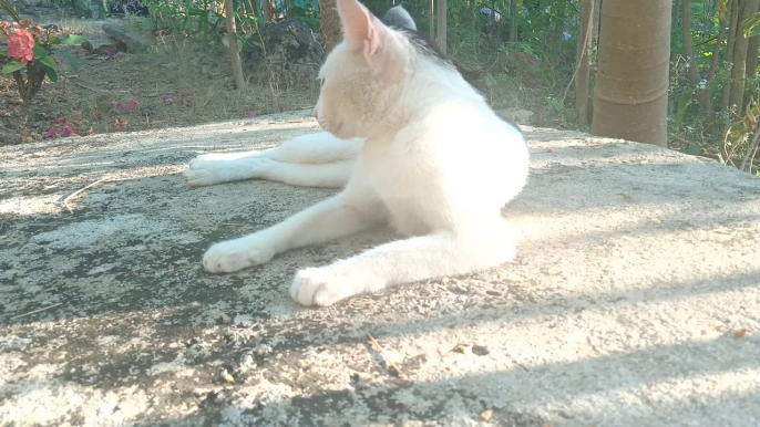 My cute and sweet pet cat