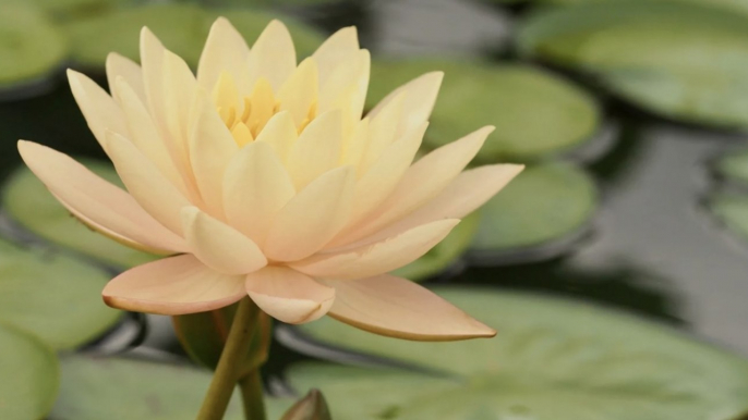 Peaches and Cream Water Lilies Brighten Up Backyard Water Features