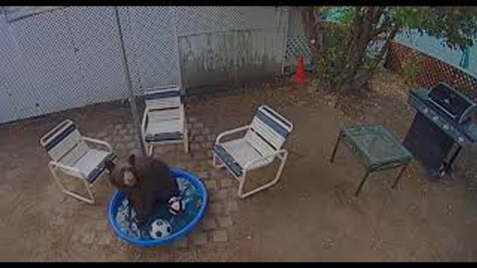 Bear Takes Pool Break in Backyard