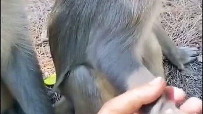 Un petit singe confus ne voit pas que sa maman ne lui tient plus la main