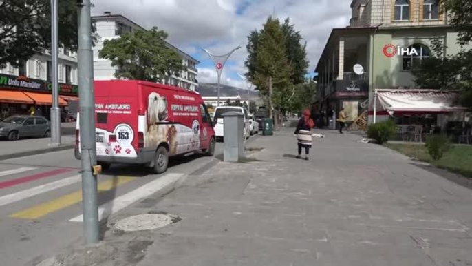 Erzincan'da 'Hayvanları Koruma Günü'nde sokak hayvanları da unutulmadı