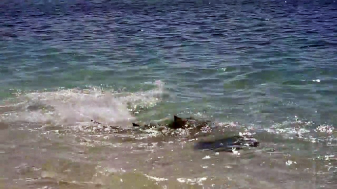 Battle of Shark vs Stingray on the Great Barrier Reef I Shark Attack