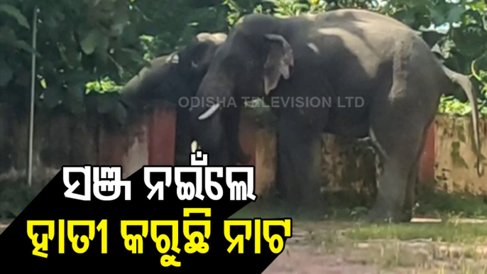 Wild Elephants Wreak Havoc In Odisha's Bonai