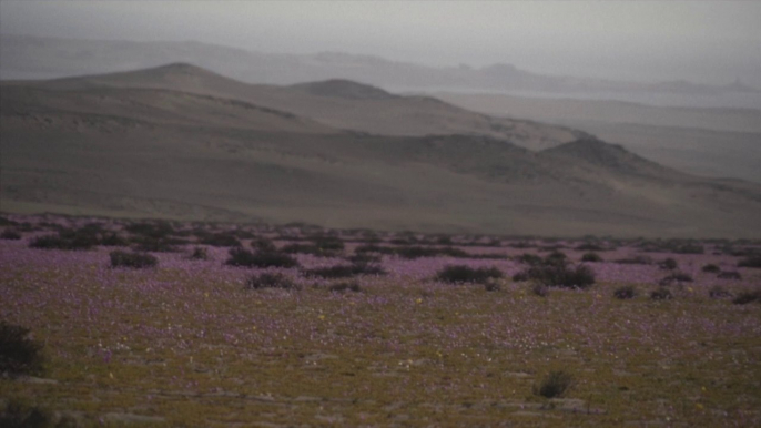 Le désert d'Atacama, l'un des plus secs du monde, couvert de fleurs à l'arrivée du printemps austral