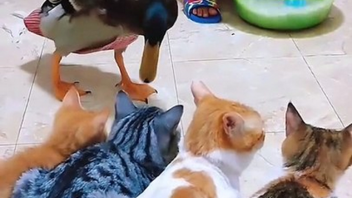 Funniest Cat Videos That Will Make You Laugh  - Funny Cats