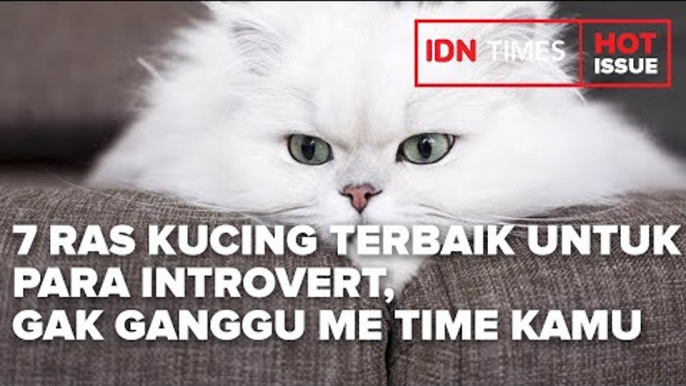 7 RAS KUCING TERBAIK YANG COCOK UNTUK PARA INTROVERT