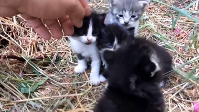 Funny cats and cute kittens meowing, purring, and hissing