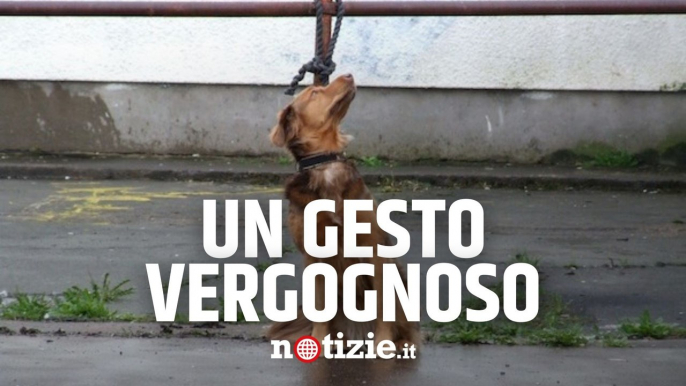 Napoli, filmato l'abbandono di un cane in zona Frullone: "Avviata la segnalazione alle autorità"