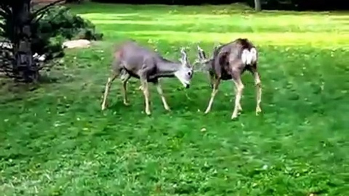 Deer Waltz