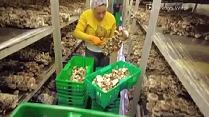 Why 1 million mushrooms are getting destroyed every week