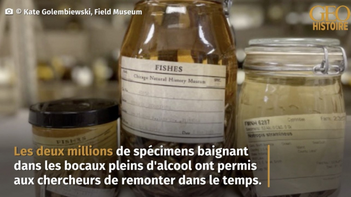 Les poissons d'eau douce avalent des microplastiques depuis les années... 1950