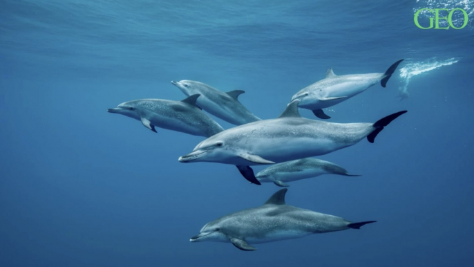 Dauphins : ils sont capables de mémoriser le sifflement de leurs congénères pour s'entraider