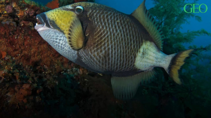 Pour chasser les crabes, ce poisson tropical se projette hors de l'eau