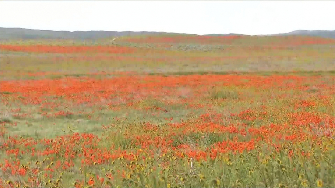 Des milliers de fleurs apparaissent dans une réserve de Californie malgré la sécheresse