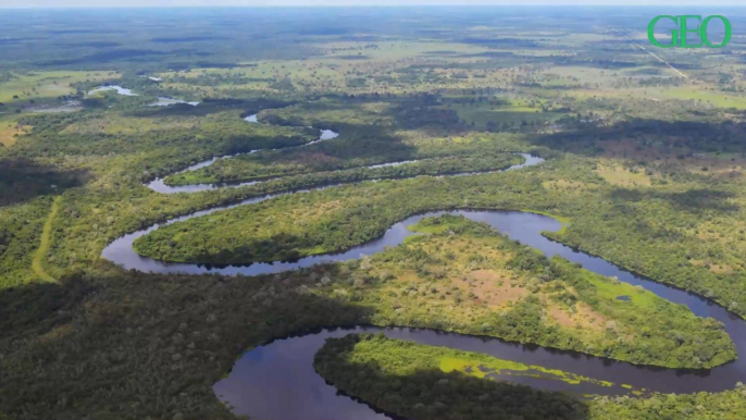 Brésil : quelques conseils pour aborder le Pantanal, le plus beau marais du monde